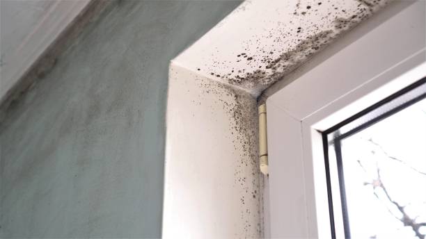 Best Residential Mold Remediation in Airy Heights, WA
