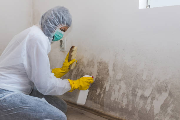 Best Attic Mold Remediation in Airy Heights, WA