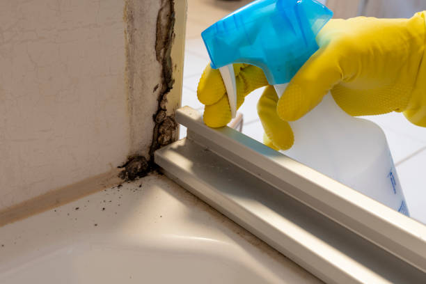 Best Insurance-Related Mold Remediation in Airy Heights, WA