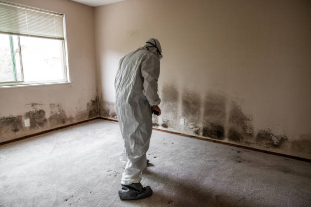 Best HVAC Mold Remediation in Airy Heights, WA